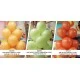 Balon Düz Pastel Makaron 12 inç Yeşil 100'lü 1