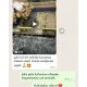 Metal Cam Kutuda Süslü Nişan Çikolatası 80 Adet