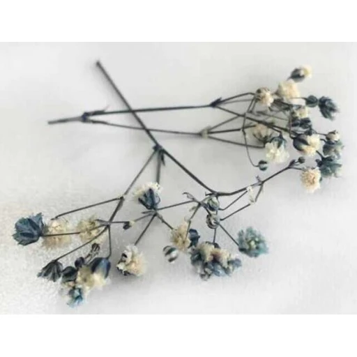 Çiçek Doğal Cipso 50'li Gr Mor