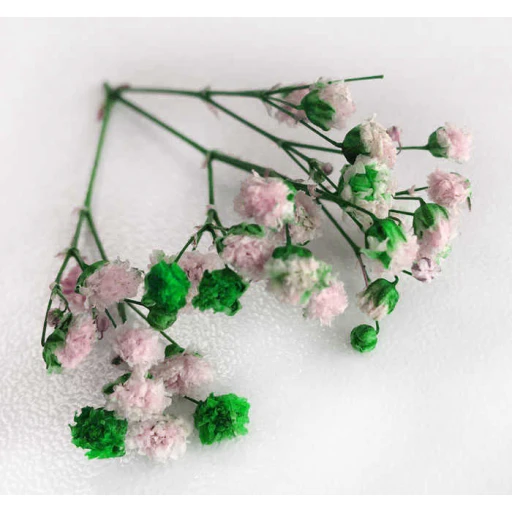 Çiçek Doğal Cipso 50'li Gr Yeşil