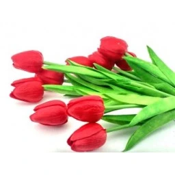Çiçek Islak Lale Kırmızı 10'li